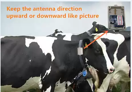 Pedômetro de vaca Pedômetro de vaca